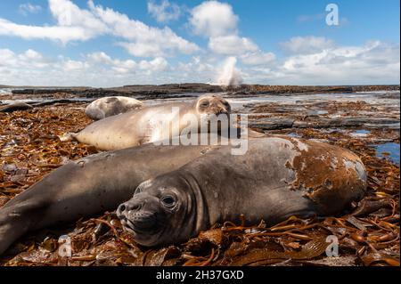 Phoques du Sud, Mirounga leonina, reposant sur une plage.Sea Lion Island, îles Falkland Banque D'Images