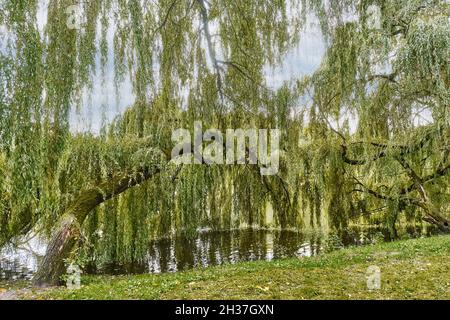 Parc paysage.Vieux arbres - saules pleureurs courbés au lac.South Park, Kaliningrad, Russie Banque D'Images
