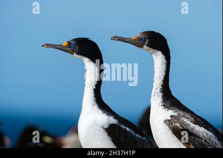 Deux chags impériaux, Leucocarbo atyceps.Pebble Island, îles Falkland Banque D'Images