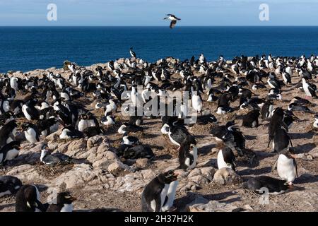 Une colonie de pingouins de la rockhopper, Eudyptes chrysocome, et de cerfs impériaux, Leucocarbo arriceps.Pebble Island, îles Falkland Banque D'Images