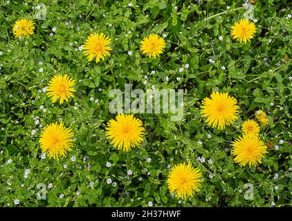 été naturel nature fond d'herbe verte, fleurs sauvages blanches et pissenlits jaunes Banque D'Images