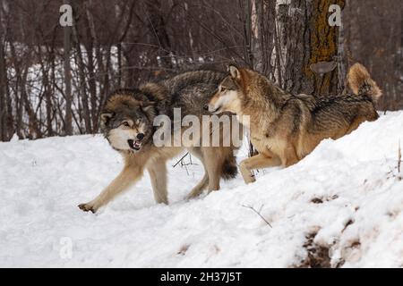 Le loup gris (Canis lupus) snarls à la deuxième invasion Space Winter - animaux captifs Banque D'Images
