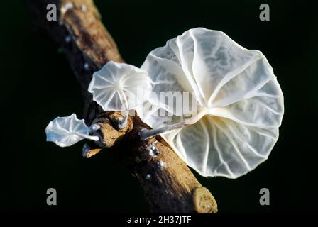 Marasmiellus candidus sur une branche sèche sur fond noir Banque D'Images