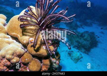 Les crinoïdes sont des animaux marins qui composent la classe CrinoIdea, une des classes du phylum Echinodermata, qui inclut également l'étoile de mer. Banque D'Images