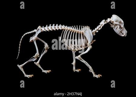 Squelette de chien, Canis familiaris ou Canis lupus familiaris Banque D'Images