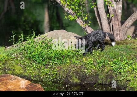 Cross Fox Kit (Vulpes vulpes) marche vers Rock Summer - animal captif Banque D'Images