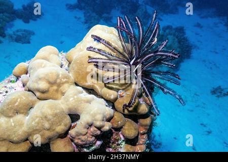 Les crinoïdes sont des animaux marins qui composent la classe CrinoIdea, une des classes du phylum Echinodermata, qui inclut également l'étoile de mer. Banque D'Images