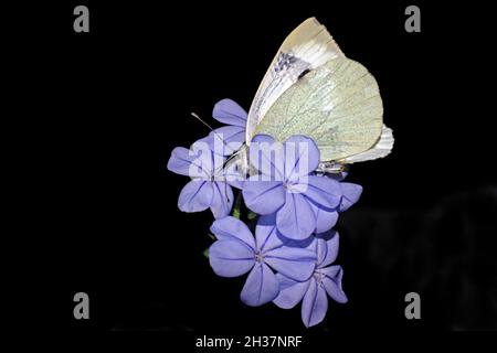 Plumbago capensis avec papillon gros plan Banque D'Images