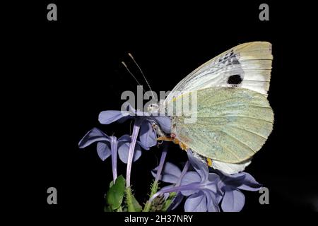 Plumbago capensis avec papillon gros plan Banque D'Images