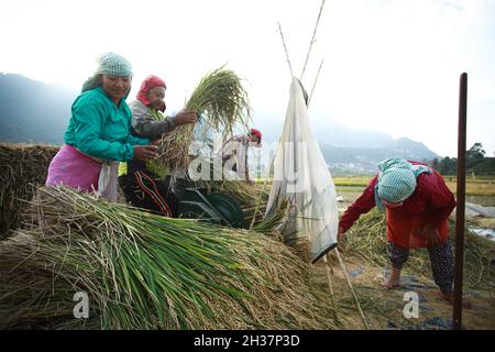 Lalitpur, Bagmati, Népal.26 octobre 2021.Les agriculteurs népalais récoltent du riz sur le terrain dans l'ancienne ville de Khokana, dans le district de Lalitpur, au Népal, le 26 2021 octobre.Credit: Amit Machamasi/ZUMA Wire/Alay Live News Banque D'Images