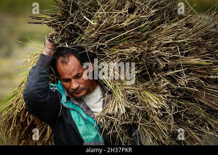 Khokana, Lalitpur, Bagmati, Népal.26 octobre 2021.Les agriculteurs népalais récoltent du riz sur le terrain dans l'ancienne ville de Khokana, dans le district de Lalitpur au Népal.Credit: Amit Machamasi/ZUMA Wire/Alay Live News Banque D'Images