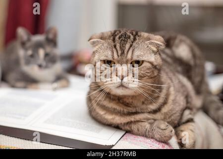 Sérieux, inquiet Scottish Fold Cat se trouve sur un dossier ouvert avec des documents, un chaton se repose dans l'arrière-plan. Banque D'Images