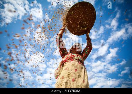 Lalitpur, Bagmati, Népal.26 octobre 2021.Les agriculteurs népalais récoltent du riz sur le terrain dans l'ancienne ville de Khokana, dans le district de Lalitpur au Népal.Credit: Amit Machamasi/ZUMA Wire/Alay Live News Banque D'Images