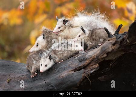 Virginia opossum (Didelphis virginiana) famille tous ensemble sur Log automne - animaux captifs Banque D'Images