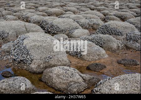 Boulettes ou pierres disposées en lignes droites recouvertes de moules et de barnacles à Hunstanton Beach, Norfolk Banque D'Images