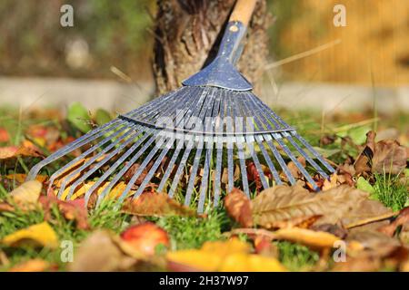 gros plan du râteau à feuilles avec des feuilles mortes dans le jardin sous un arbre fruitier à l'automne Banque D'Images