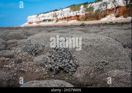 Boulettes ou pierres disposées en lignes droites recouvertes de moules et de barnacles à Hunstanton Beach, Norfolk Banque D'Images