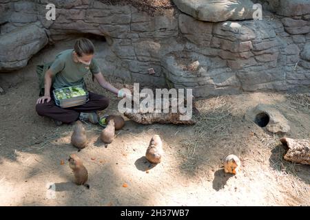 Zoo de Barcelone avec une femme travaillant comme gardien et nourrissant des chiens de prairie.Membre du personnel travaillant avec les animaux et leur donnant de la nourriture en cage au gard zoologique Banque D'Images