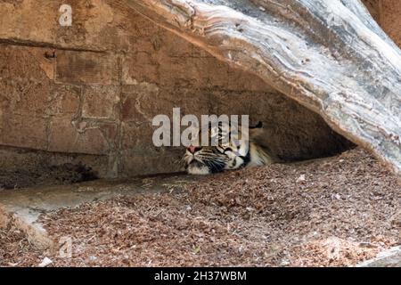 Zoo de Barcelone avec tigre dormant dans l'enceinte.Animal asiatique et carnivore se reposant dans une cage de jardin zoologique Banque D'Images