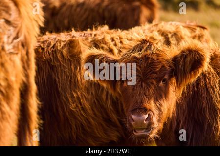 Bétail des Highlands dans les Highlands écossais. Banque D'Images