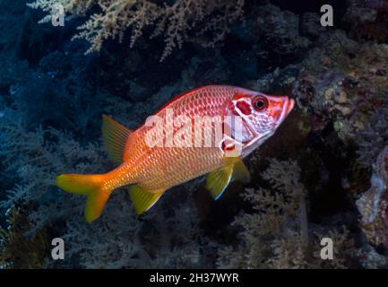 Un Squirrelfish géant (Sargocentron spiniferum) dans la mer Rouge, Égypte Banque D'Images