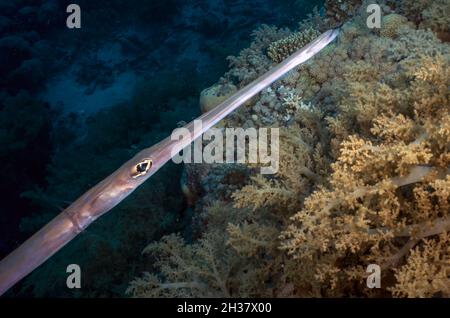 Cornetfish en pot (Fistularia commersonii) dans la mer Rouge, Égypte Banque D'Images