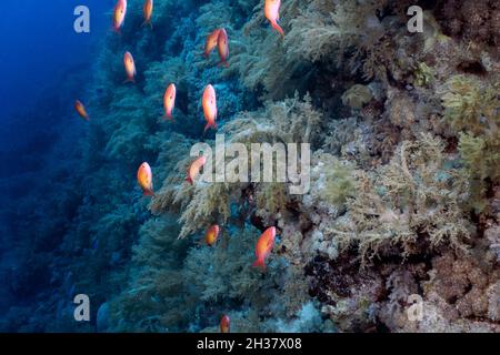 Jewel Fairy Basslets (Pseudanthias squamipinnis) dans la Mer Rouge, Egypte Banque D'Images