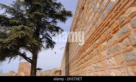 Ancienne ville entourant les murs d'iznik en briques rouges mur et pin avec pigeons volant et d'atterrissage sur les reminins byzantins et pouf. Banque D'Images