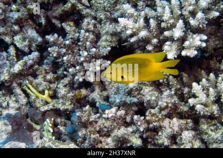 Un Damsel de citron (Amblyglyphidodon aureus) dans la mer Rouge, Égypte Banque D'Images