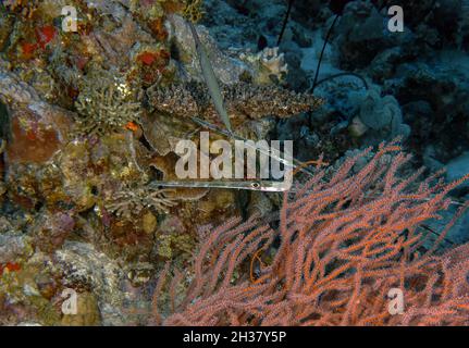 Cornetfish en pot (Fistularia commersonii) dans la mer Rouge, Égypte Banque D'Images