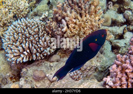 Un parrotfish marécageux (Scarus niger) dans la mer Rouge, Egypte Banque D'Images