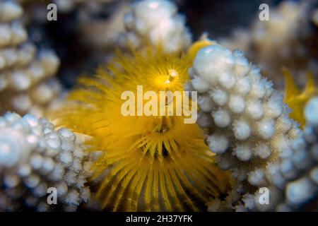 Un millepertuis de Noël (Spirobranchus giganteus) dans la mer Rouge Banque D'Images