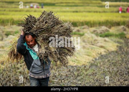 Lalitpur, Bagmati, Népal.26 octobre 2021.Les agriculteurs népalais récoltent du riz sur le terrain dans l'ancienne ville de Khokana, dans le district de Lalitpur, au Népal.Credit: Amit Machamasi/ZUMA Wire/Alay Live News Banque D'Images