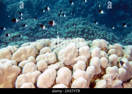 Bicolor (Extracteurs Centruroides bicolor) en Mer Rouge, Egypte Banque D'Images