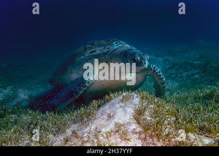 Une tortue de mer verte (Chelonia mydas) dans la mer Rouge Banque D'Images