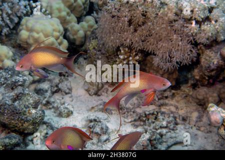 Jewel Fairy Basslets (Pseudanthias squamipinnis) dans la Mer Rouge, Egypte Banque D'Images