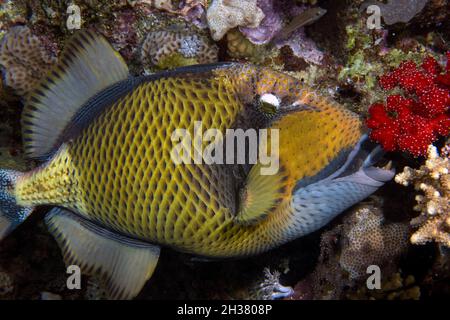 Un Triggerfish Titan (Balistoides viridescens) dans la mer Rouge Banque D'Images