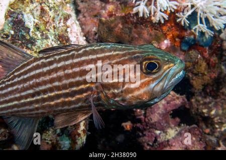 Un tigre de cardinalfish (Cheilodipterus macrodon) dans la mer Rouge, Egypte Banque D'Images