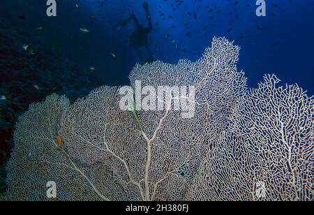 Un ventilateur de la mer de Gorgonian géant (Subergorgia hicksoni) dans la mer Rouge Banque D'Images