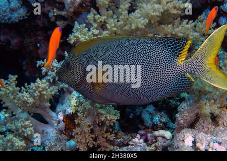 Un Rabbitfish Starry (Sigianus stellatus) dans la mer Rouge, en Égypte Banque D'Images