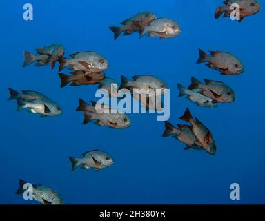 Une école de Black and White Snapper (Macolor niger) dans la Mer Rouge, Egypte Banque D'Images