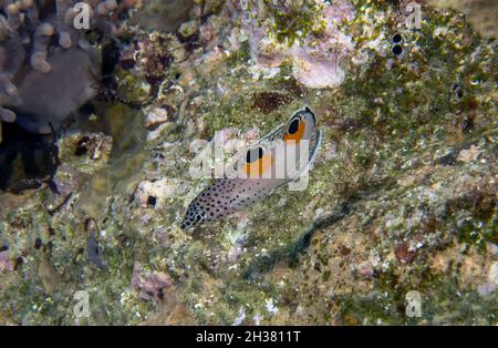 Un jeune Clown Wrasse (Coris aygula) dans la mer Rouge, Egypte Banque D'Images