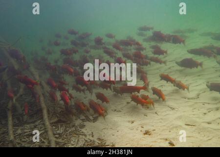 Grande école de saumon sockeye tenue près d'une piscine dans un ruisseau alpin dans la vallée du bas Fraser. Banque D'Images