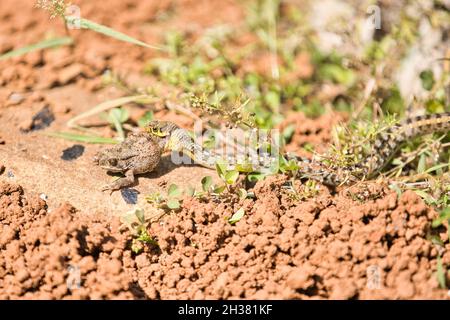 Serpent à dos rayé avec tueur qui est grenouille Banque D'Images