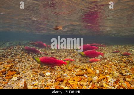 Fraye des saumons rouges qui gardent leurs frayères dans un ruisseau alpin peu profond dans la vallée du bas Fraser. Banque D'Images