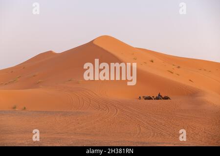 Chameaux se reposant à côté d'une immense dune dans le désert du Sahara Banque D'Images