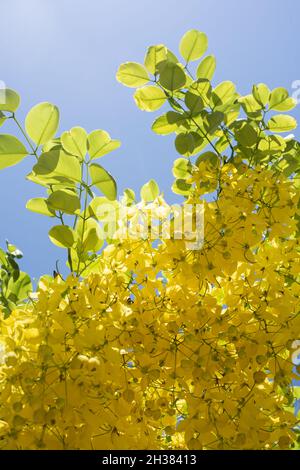 Écran vertical de fleurs d'arbre de Laburnum Banque D'Images