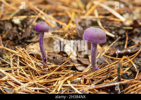 Amethyst Deceiver Fungus (Laccaria amethystina), Royaume-Uni Banque D'Images