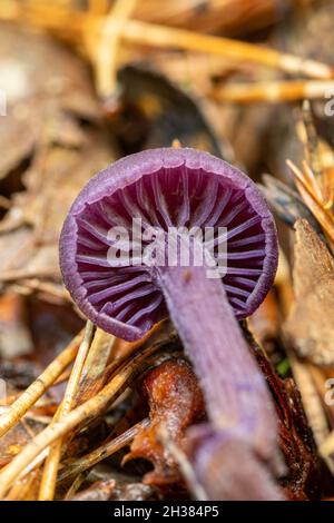 Amethyst deceiver champignon (Laccaria amethystina), Royaume-Uni.Dessous montrant les branchies violettes. Banque D'Images