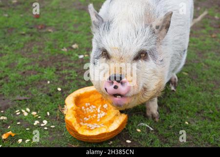 Un cochon heureux en train de manger une citrouille. Banque D'Images